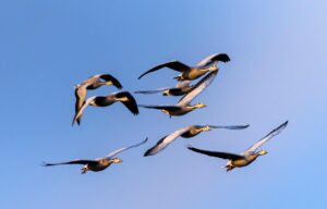 Mirena Migration Lawsuit - Featured image