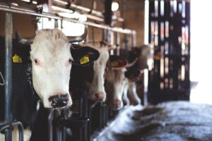 Bovine Milk Formula Lawsuit - Featured image