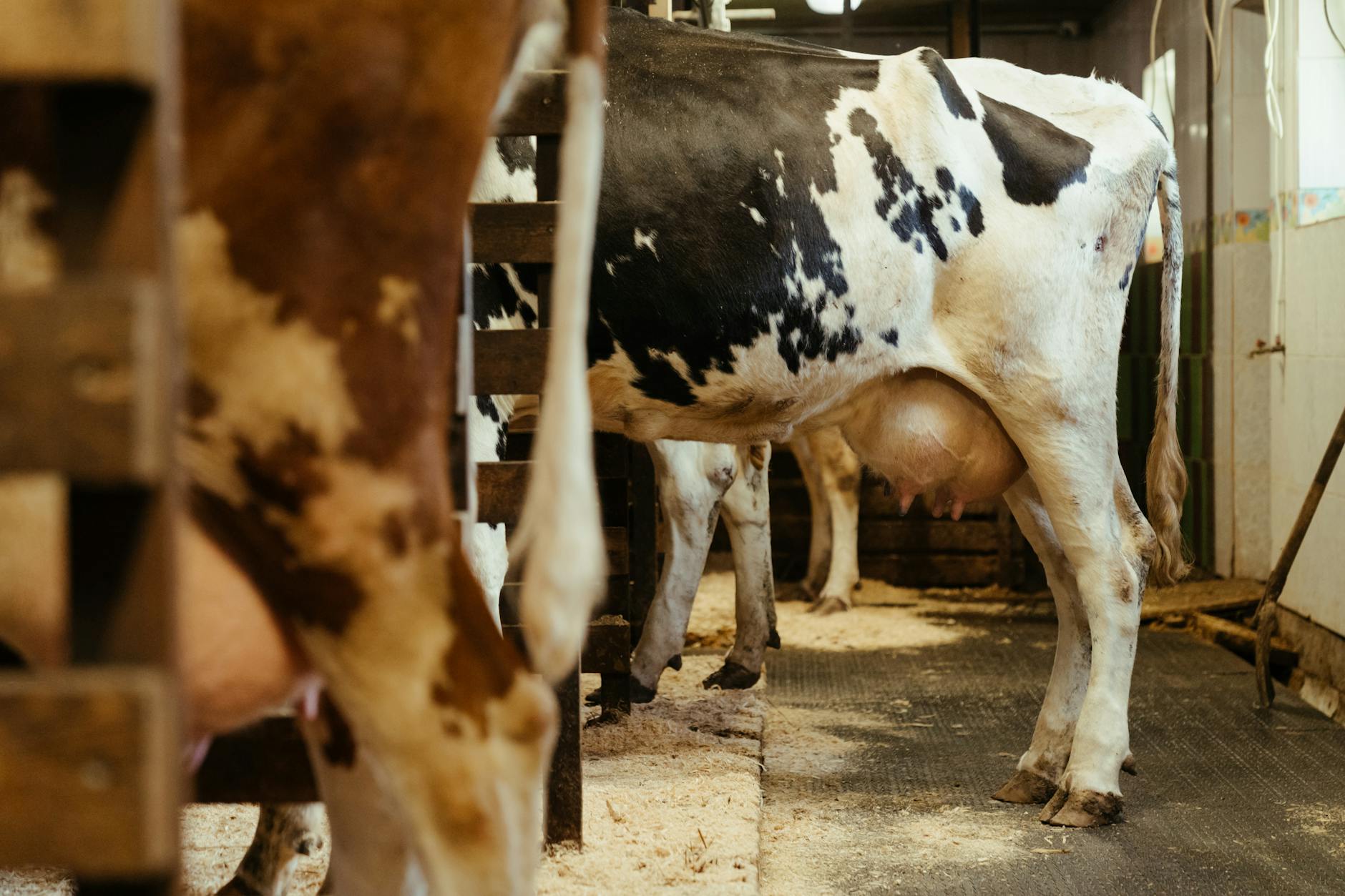 What Is the Bovine Milk Formula Lawsuit and Who Is Being Sued?