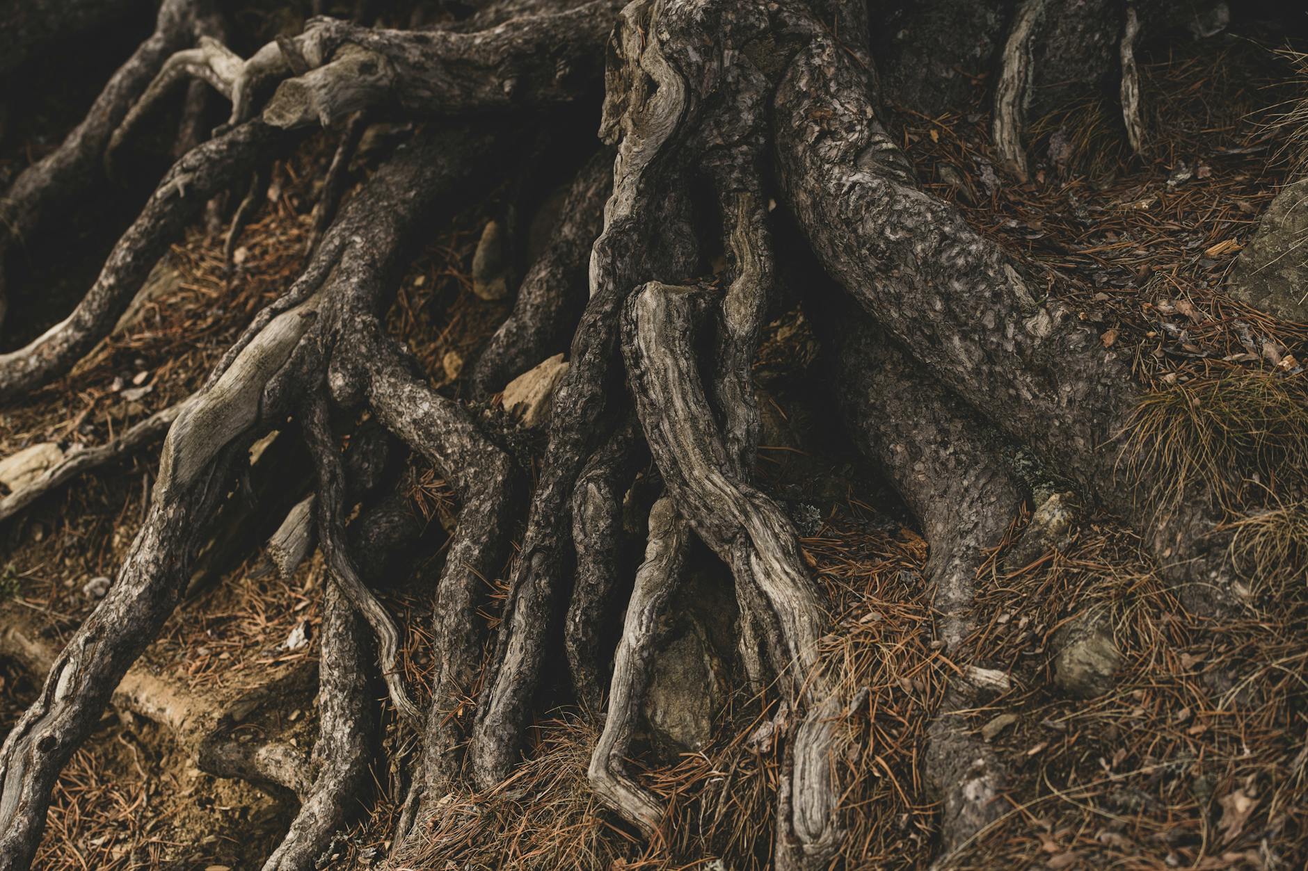 ROOT RESORPTION AND OTHER IRREVERSIBLE COMPLICATIONS