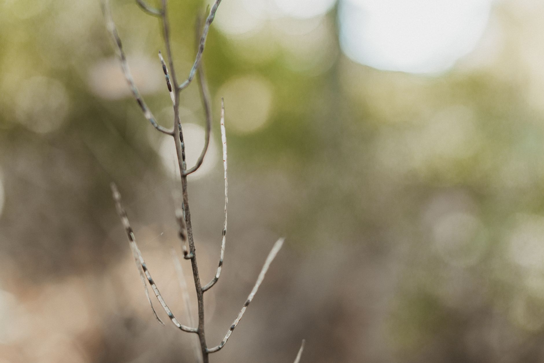 What Happened in the Ephedra Lawsuit Settlements?