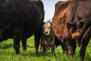 Cargill Beef Price-Fixing Settlement Resolves Claims Meat Prices Were Artificially Inflated - Featured image