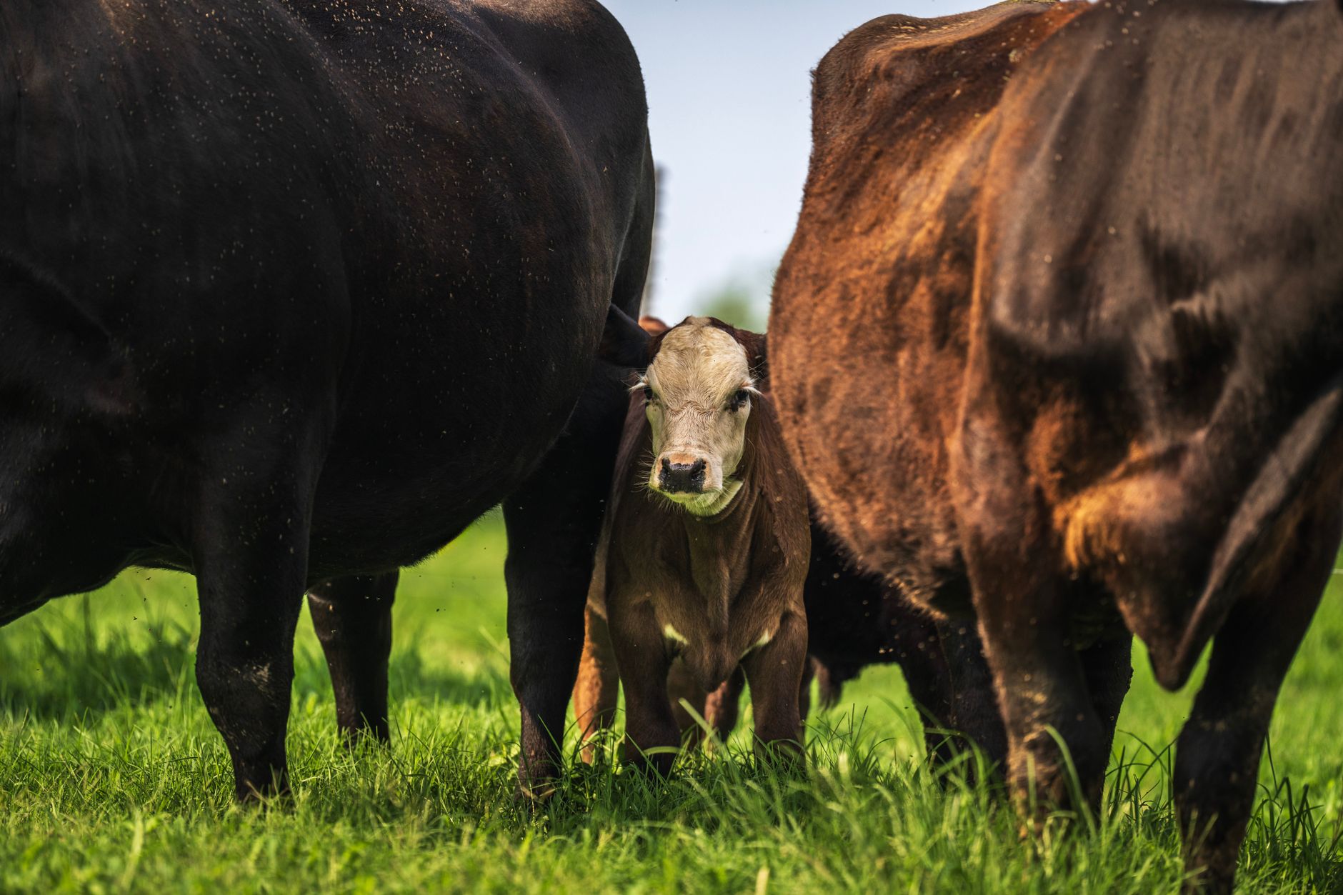 Cargill Beef Price-Fixing Settlement Resolves Claims Meat Prices Were Artificially Inflated - Featured image