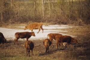 Tyson Beef Price-Fixing Settlement Covers Consumers Who Bought Certain Beef Products - Featured image