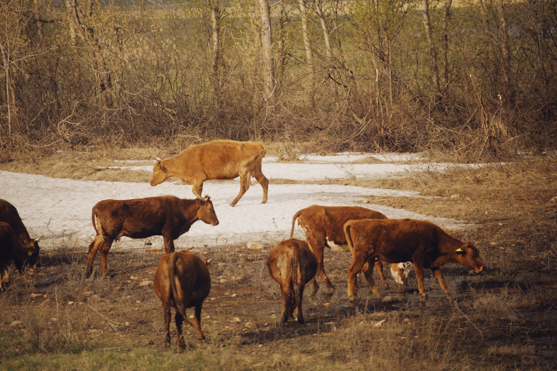 Tyson Beef Price-Fixing Settlement Covers Consumers Who Bought Certain Beef Products - Featured image