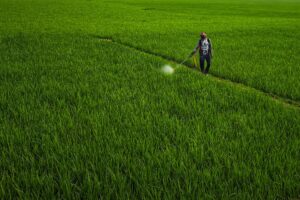 Monsanto Roundup Lawsuit Settlement Payouts Explained - Featured image