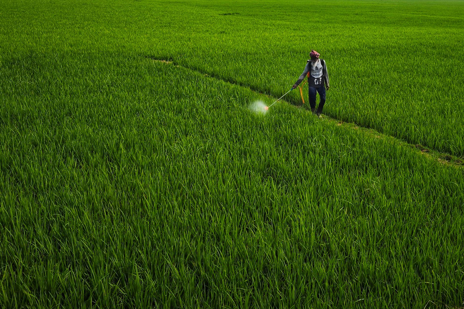 Monsanto Roundup Lawsuit Settlement Payouts Explained - Featured image